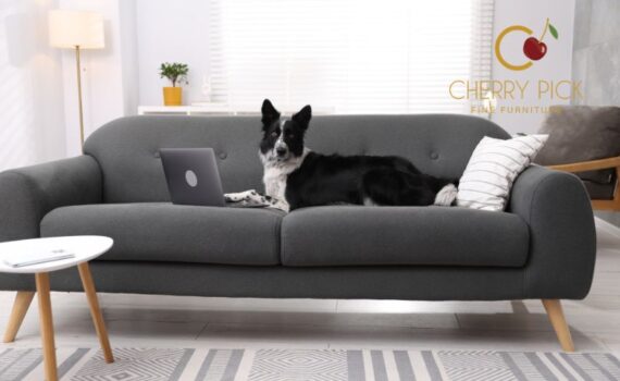 Pet friendly sofa fabric in a luxury Bangalore living room with a calm, elegant sofa and pet-safe upholstery