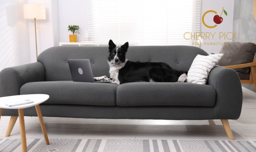 Pet friendly sofa fabric in a luxury Bangalore living room with a calm, elegant sofa and pet-safe upholstery
