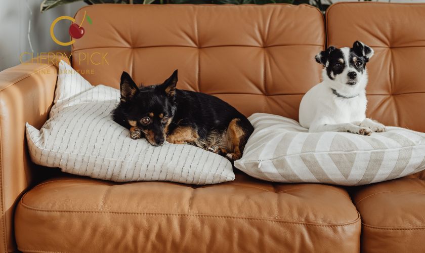 Scratch resistant sofa upholstery on a modern sectional designed for stylish pet-friendly homes